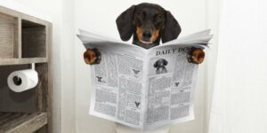 Dog Sitting on Toilet Reading a Northeast Dallas Sachse Dog Poop Clean Up Newspaper