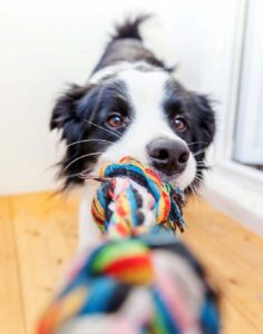 Why Doesn’t My Dog Like His New Toy? Cute dog playing with toy.